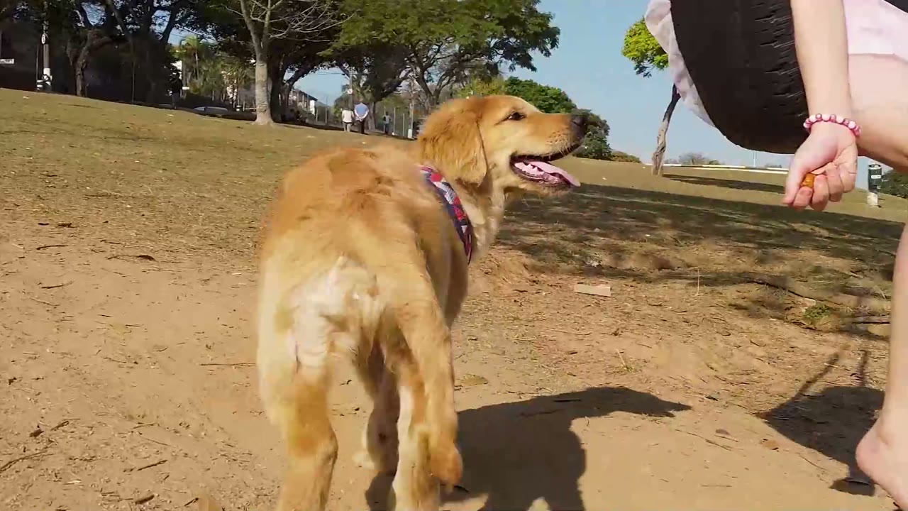 Golden retriever correndo no parque usando peitoral colorido da Coltelli
