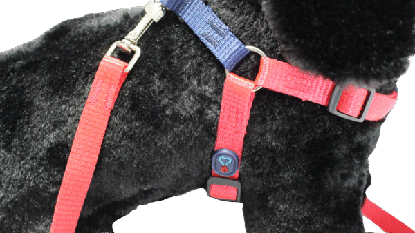 Peitoral Com Guia Walking Red - Imagem 2