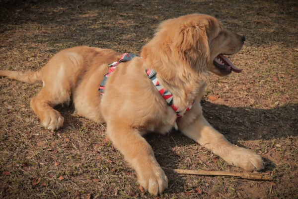 Peitoral Para Cachorro H Roma COM GUIA - Imagem 6