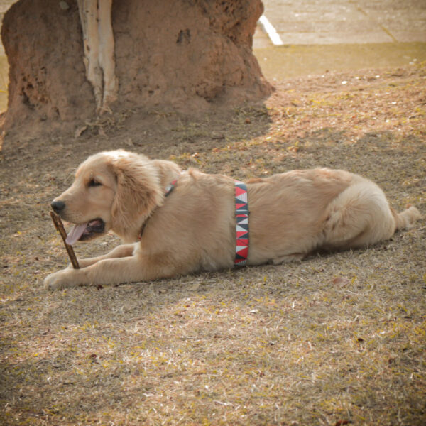 Peitoral Para Cachorro H Roma COM GUIA - Imagem 8