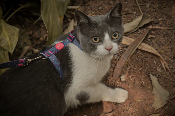 Coleira Peitoral Gato + Guia Messina Tecido Seda, Felino - Imagem 2